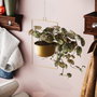 Aberto Design Parapet - Maceta decorativa dorada